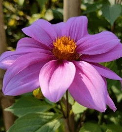 Dalia excelsa