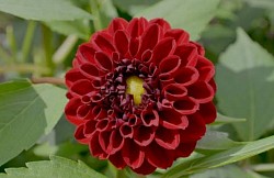 Dalia pinnata