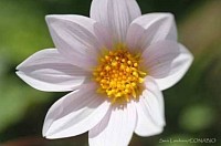 Dalia mollis