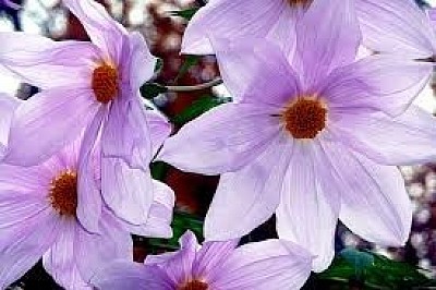DALIA EXCELSA