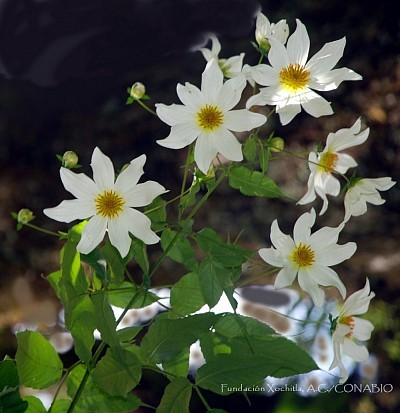 DALIA MACDOUGALLI