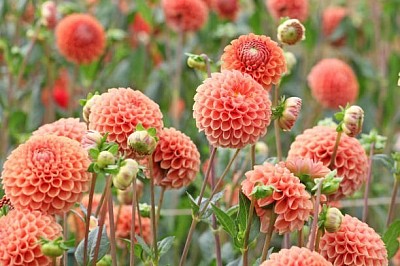 DALIA GLOBOSA