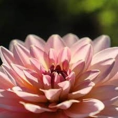 DALIA NYMPHAEA