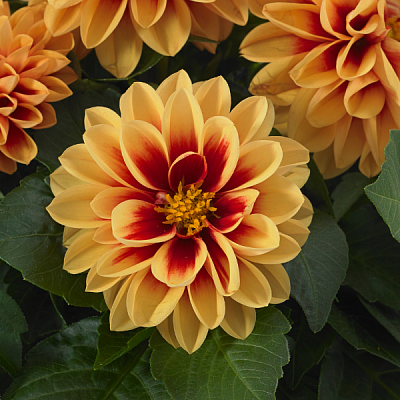 DALIA PINNATA