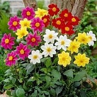 DALIA MIGNON