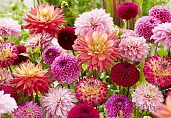 Dalias