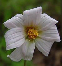 Dalia scapigera