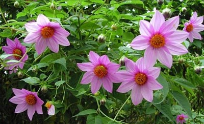 DALIA TENUICAULIS