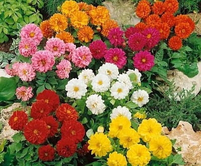 DALIA VARIABILIS