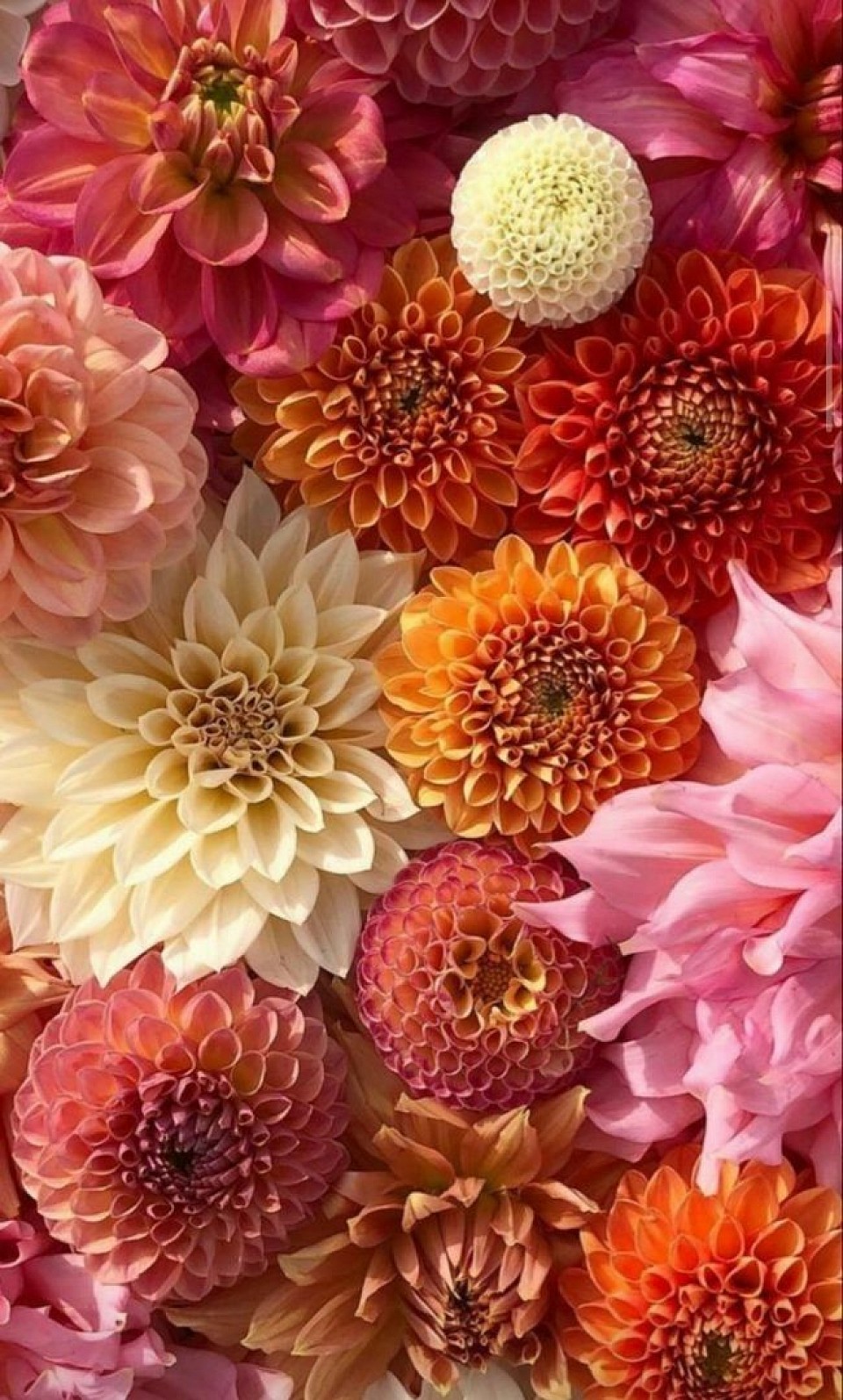 Dalias